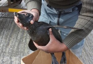 Spillage around S.African coast puts penguins in danger, oil might reach the sea